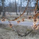 Lumină de Crăciun din plastic neagră, 3,1W, LED 2200K, IP44
